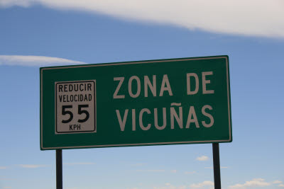 Vicuas in Reserva Nacional Salinas y Aguada Blanca, Arequipa