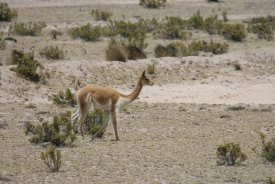 Vicuas in Reserva Nacional Salinas y Aguada Blanca, Arequipa