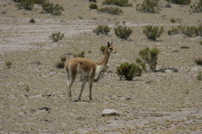 Vicuas in Reserva Nacional Salinas y Aguada Blanca, Arequipa