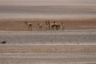 Vicuas in Reserva Nacional Salinas y Aguada Blanca, Arequipa