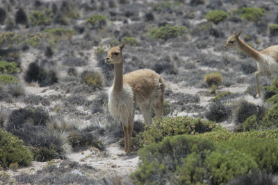 Vicuas in Reserva Nacional Salinas y Aguada Blanca, Arequipa