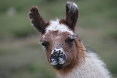 Alpaca and Llamas in Reserva Nacional Salinas y Aquada Blanca