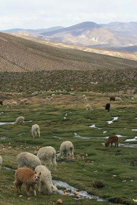 Alpaca and Llamas in Reserva Nacional Salinas y Aquada Blanca