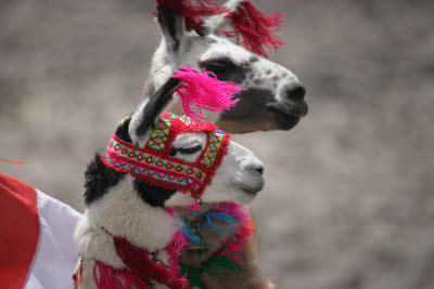 Costumed Alpaca at the Colca Canyon Pass (4910m)
