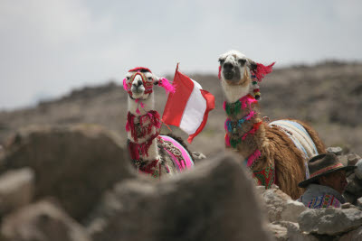 Costumed Alpaca at the Colca Canyon Pass (4910m)