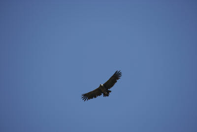 Condor, Colca Canyon, Peru