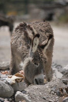 Donkey, Colca Canyon, Peru