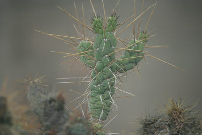 Cactus, Colca Canyon, Peru