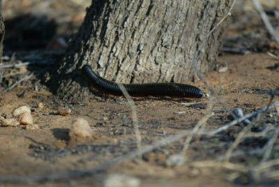 Giant Millipede