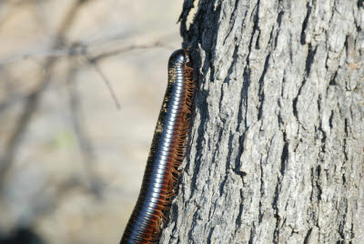 Giant Millipede