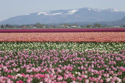 Skagit Tulip Festival