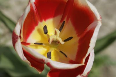 Skagit Tulip Festival