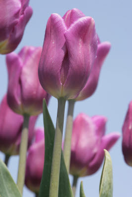 Skagit Tulip Festival