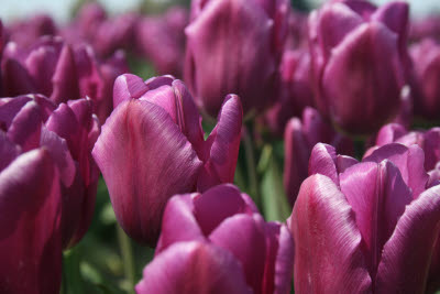 Skagit Tulip Festival