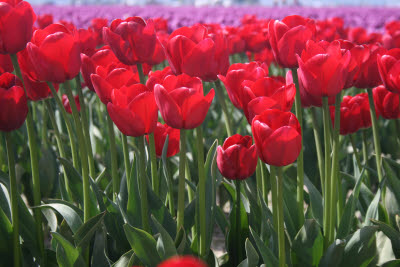 Skagit Tulip Festival