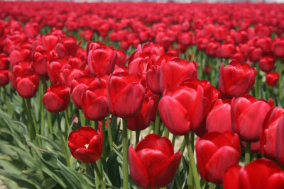 Skagit Tulip Festival