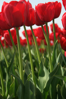 Skagit Tulip Festival