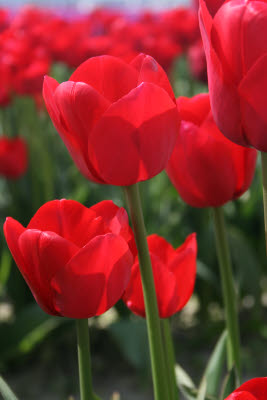 Skagit Tulip Festival