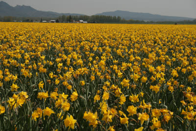 Skagit Tulip Festival