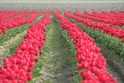 Skagit Tulip Festival