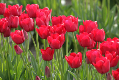 Skagit Tulip Festival