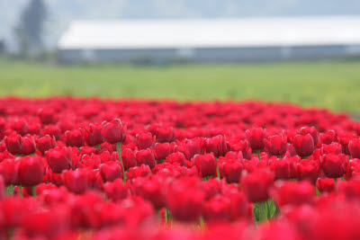 Skagit Tulip Festival