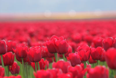 Skagit Tulip Festival