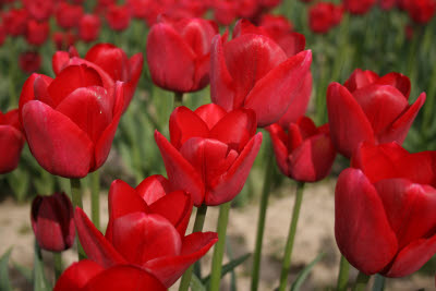 Skagit Tulip Festival