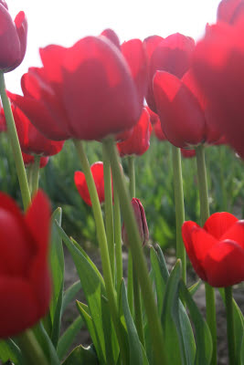 Skagit Tulip Festival