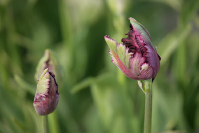 Skagit Tulip Festival