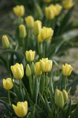 Skagit Tulip Festival