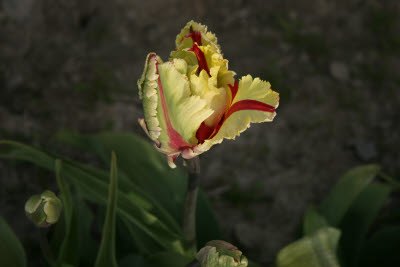 Skagit Tulip Festival