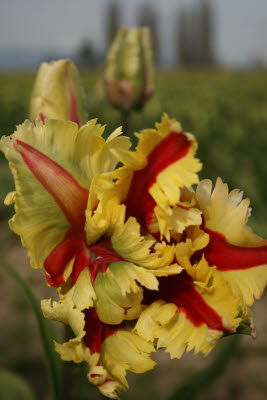 Skagit Tulip Festival