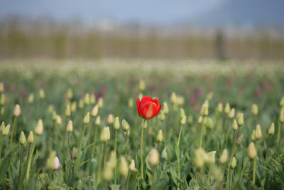 Skagit Tulip Festival