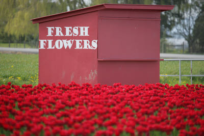 Fresh Flowers, Skagit Tulip Festival