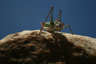 Grasshopper among the ruins of Ephesus, Turkey