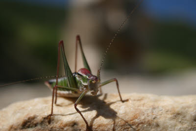 Grasshopper among the ruins of Ephesus, Turkey