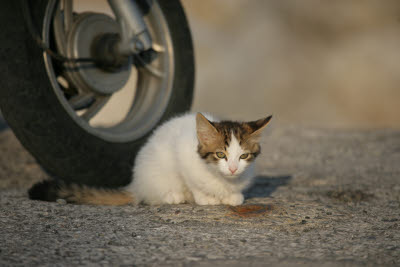 Cat and Moped