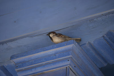 Bird in the courtyard of the Suleiman Mosque, Rhodes, Greece.