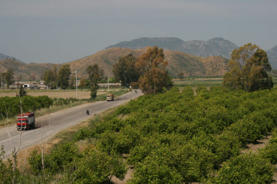 Orchard in Dalaman, Turkey