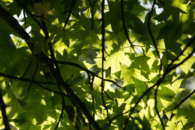 Dappled Light through the Leaves