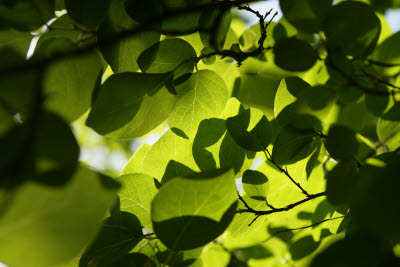 Dappled Light through the Leaves