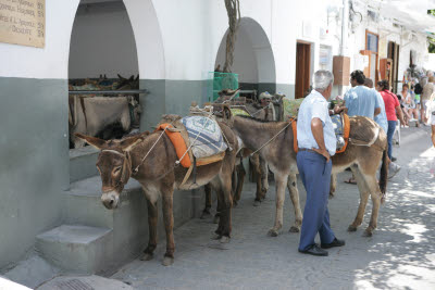 Rent-a-Donkey in Lindos