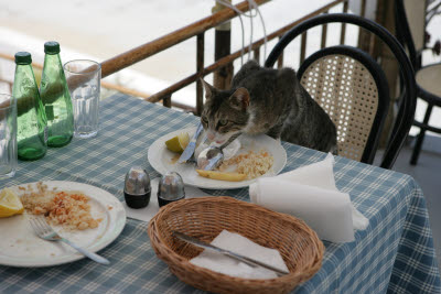 Cat cleaning up in Lindos restuarant