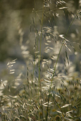 Flora of Letoon, Turkey