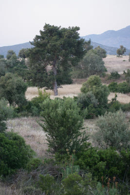 Hill of Xanthos are a living painting