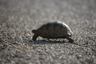Tortoise crossing the road to Pinara