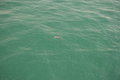 Dolphin in the Golden Horn