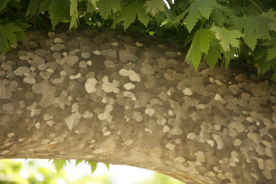 Tree Trunk, Topkapi Palace, Istanbul, Turkey