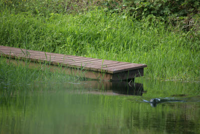 River otter swims past the dock in the trout pond